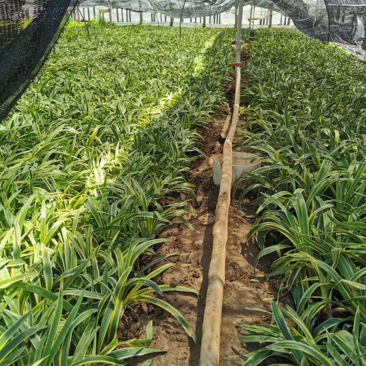 青州金边麦冬价格金边麦冬种植效果