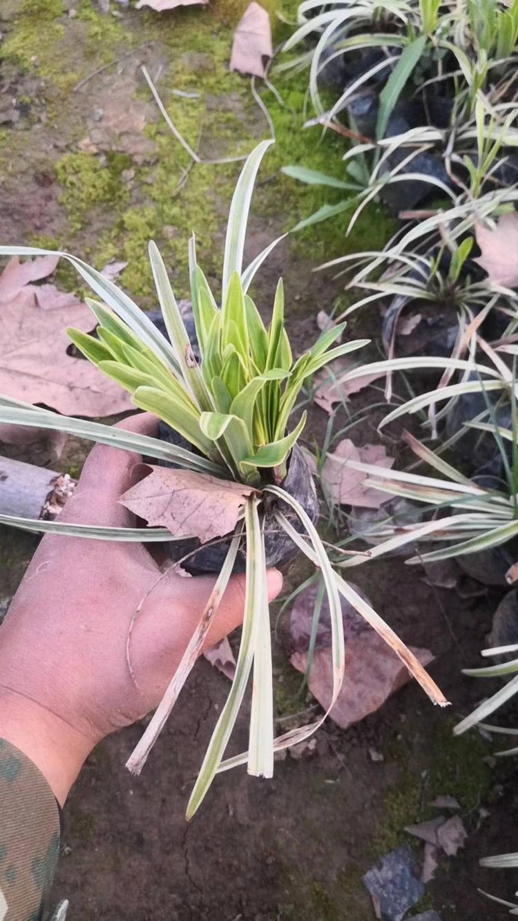 金边麦冬种植基地报价