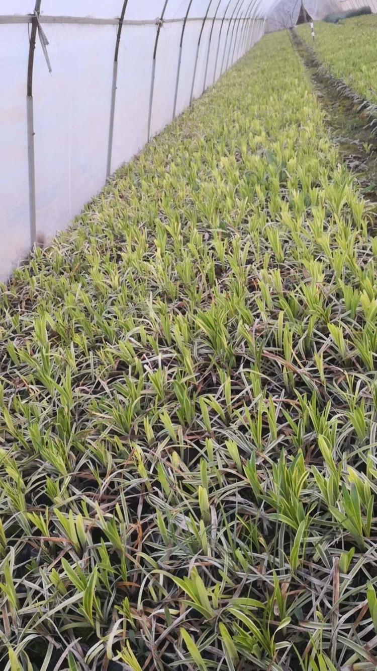 金边麦冬1斤多少钱金边麦冬从种开始几年能卖