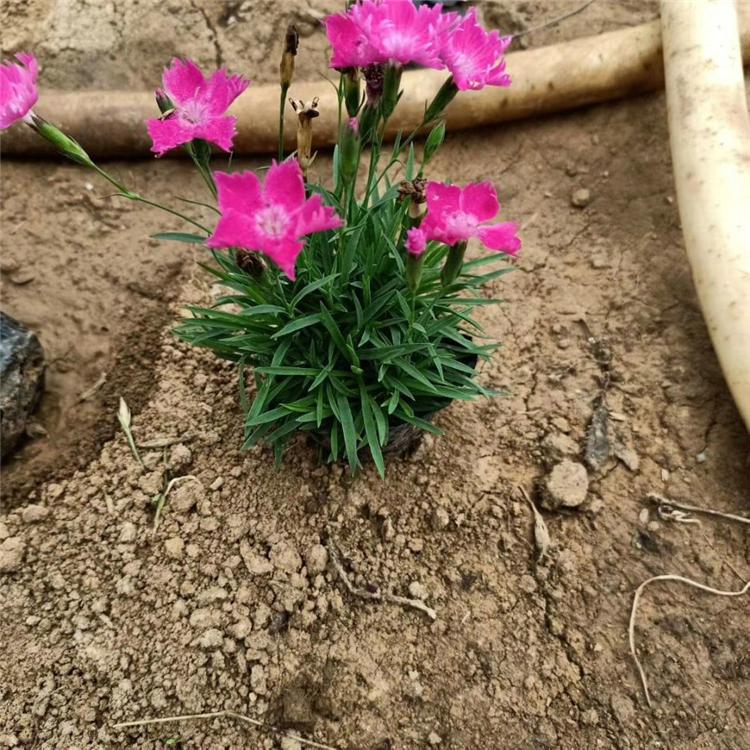 欧润 欧石竹小苗穴苗 绿植盆栽欧石竹 园林绿化