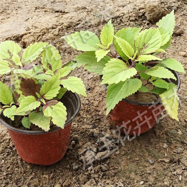 彩叶草基地直销 彩叶草多年生植物 园林设计