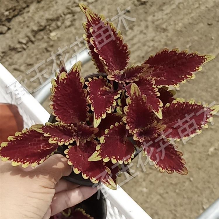 彩叶草基地批发 彩叶草时令草花