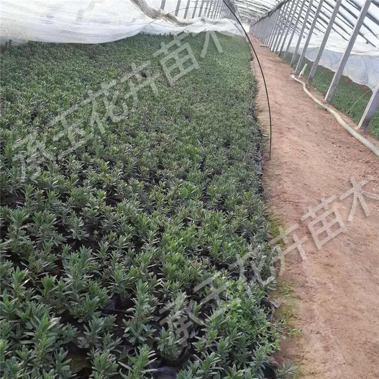 薰衣草花卉 薰衣草时令草花 国庆租摆花卉批发