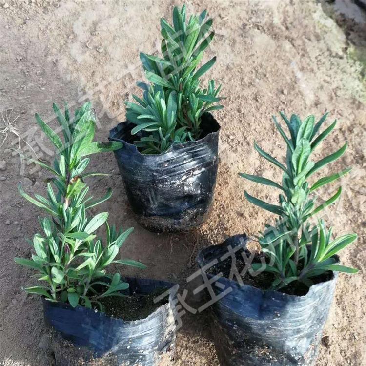 薰衣草量大从优 薰衣草园林用苗