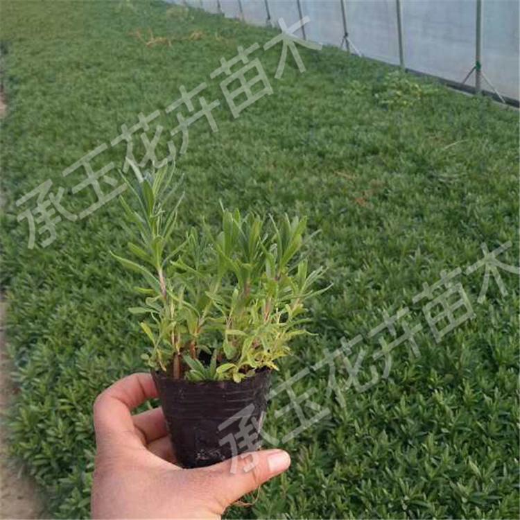 薰衣草小苗 薰衣草工程美化 紫色花海