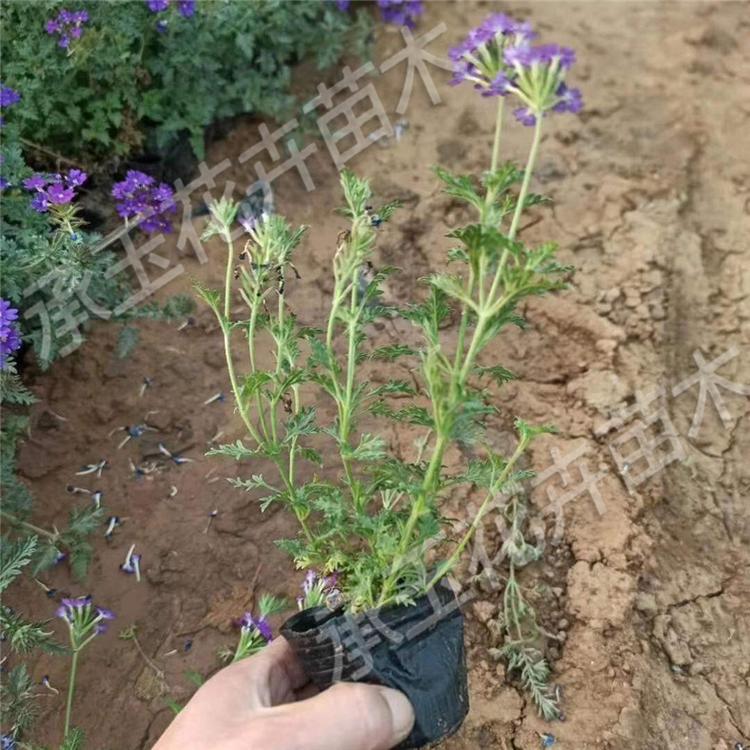 美女樱种苗 细叶美女樱种苗一二年生花卉