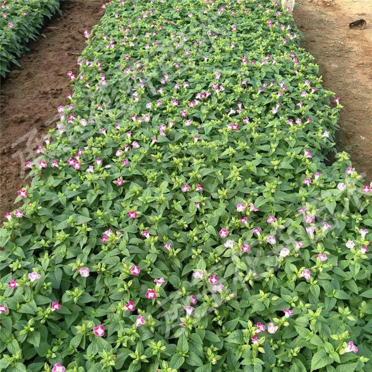 夏堇现货供应 夏堇野花组合 国庆草花批发