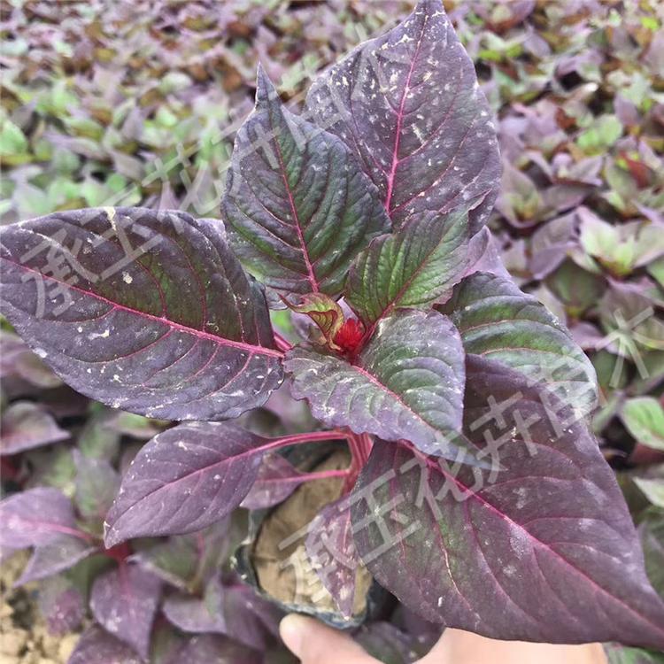 鸡冠花基地批发 世纪红四季草花