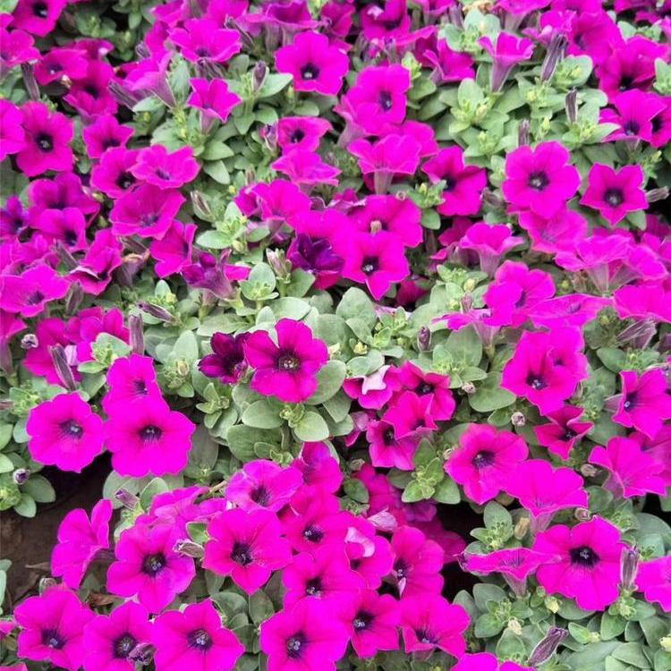 宿根花卉牵牛花 大红牵牛花 玫红牵牛花 牵牛花价格