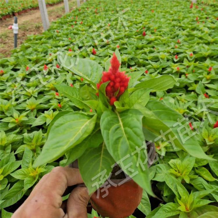 鸡冠花基地直销 世纪红四季草花