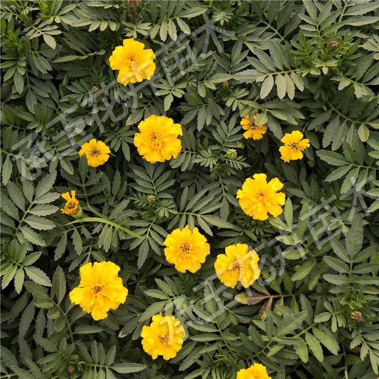 孔雀草市场基地 孔雀草园林用苗