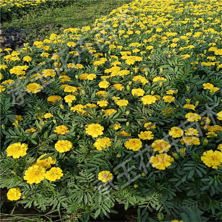 孔雀草上车价 孔雀草四季草花 种苗批发