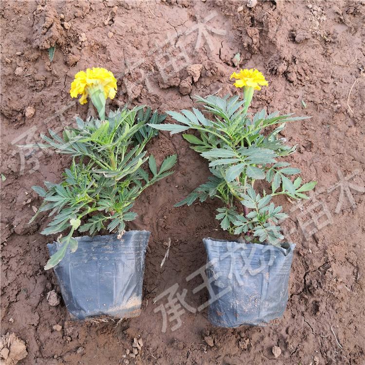 孔雀草种苗培育基地 孔雀草国庆草花