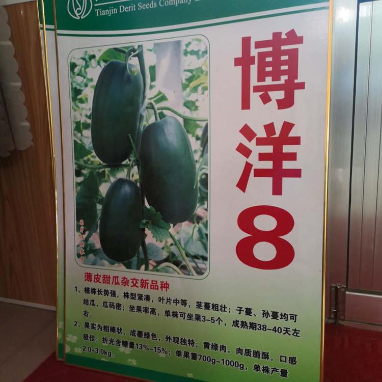 抗褪绿甜瓜种苗 博洋8甜瓜种苗 抗死棵 抗青枯 不裂果 常年零售批发