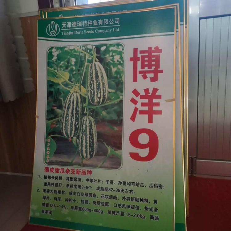 抗褪绿博洋9种苗 抗死棵 抗TY  越夏新品种甜瓜种苗直供