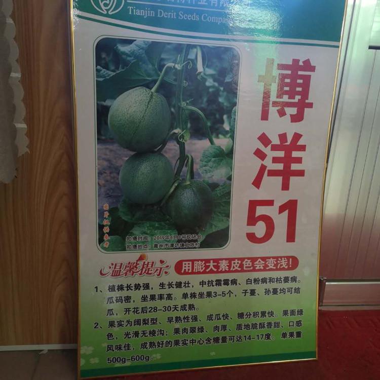 批发出售博洋51种苗  嫁接甜瓜种苗新品种 长势好 产量高 坐果好