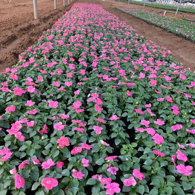 非洲凤仙花    草花基地   草花批发   凤仙价格