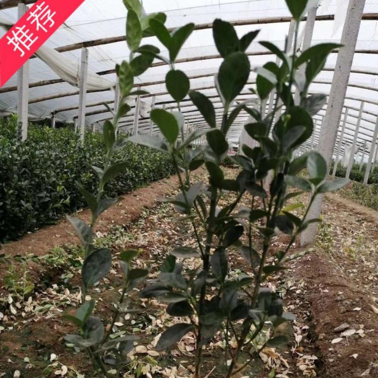 大叶黄杨优质供应商  优质大叶黄杨    小涵花卉