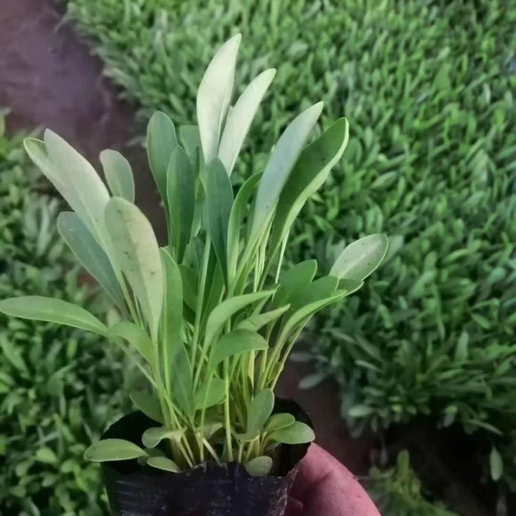 2020年金鸡菊价格 青州草花