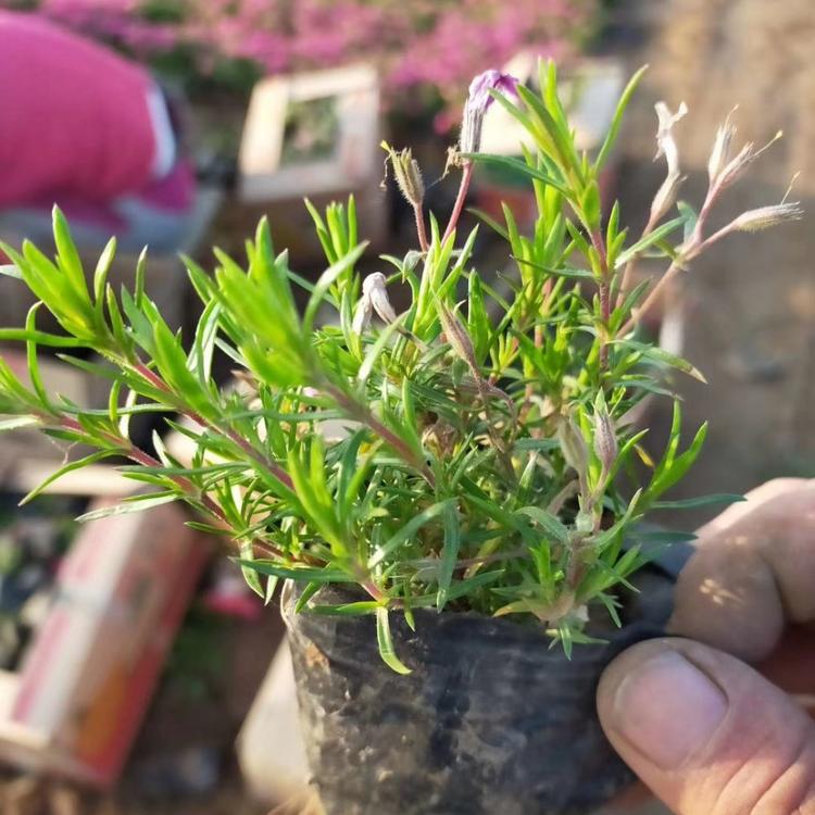 芝樱 芝樱基地 芝樱种植方法 芝樱花海