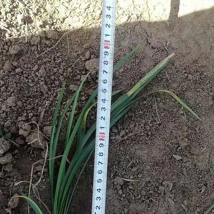 麦冬草 欢迎选购