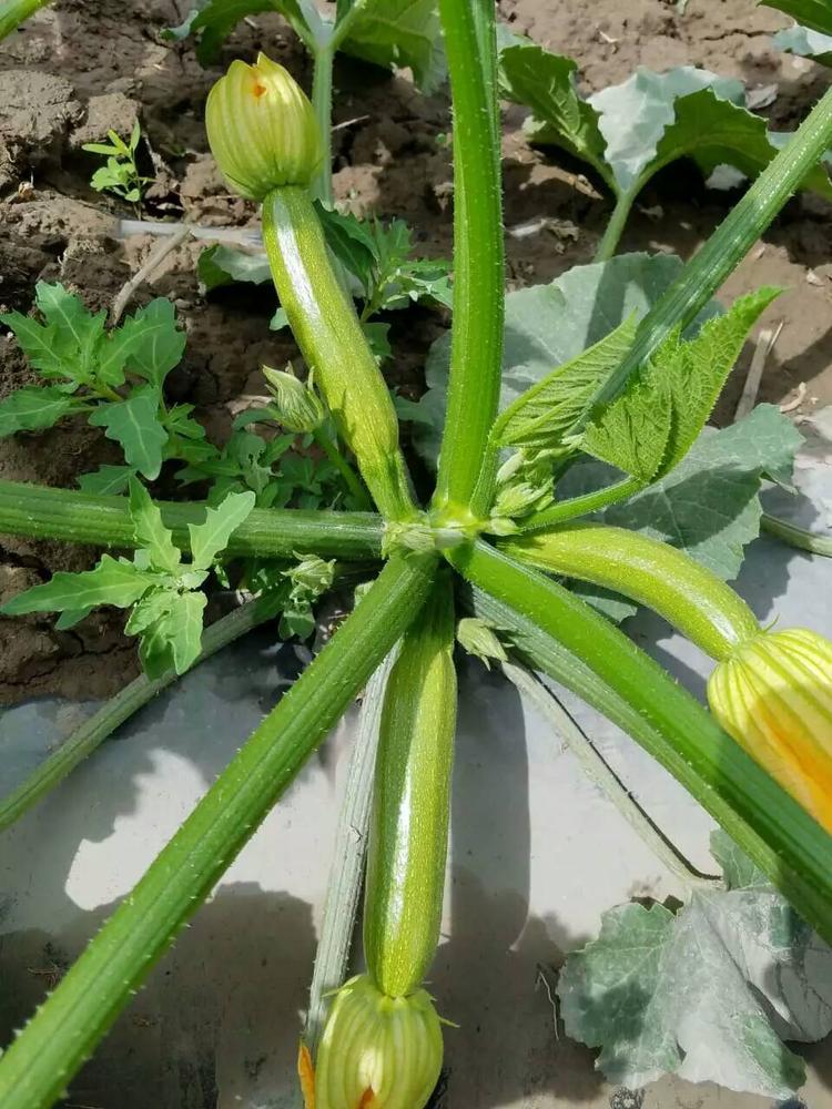 坐果高青秀西葫芦种子    青秀西葫芦种子育苗基地