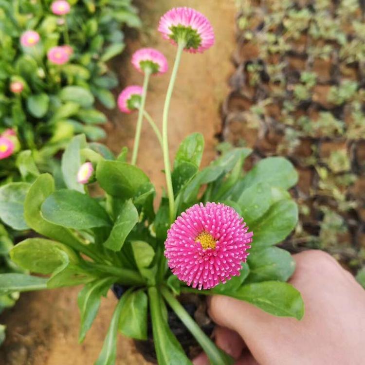 一二年生植物 雏菊 生态园用苗 山东草花基地