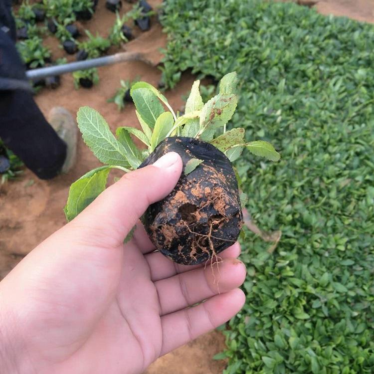 一二年生植物 草花鼠尾草小苗 鑫朵花卉