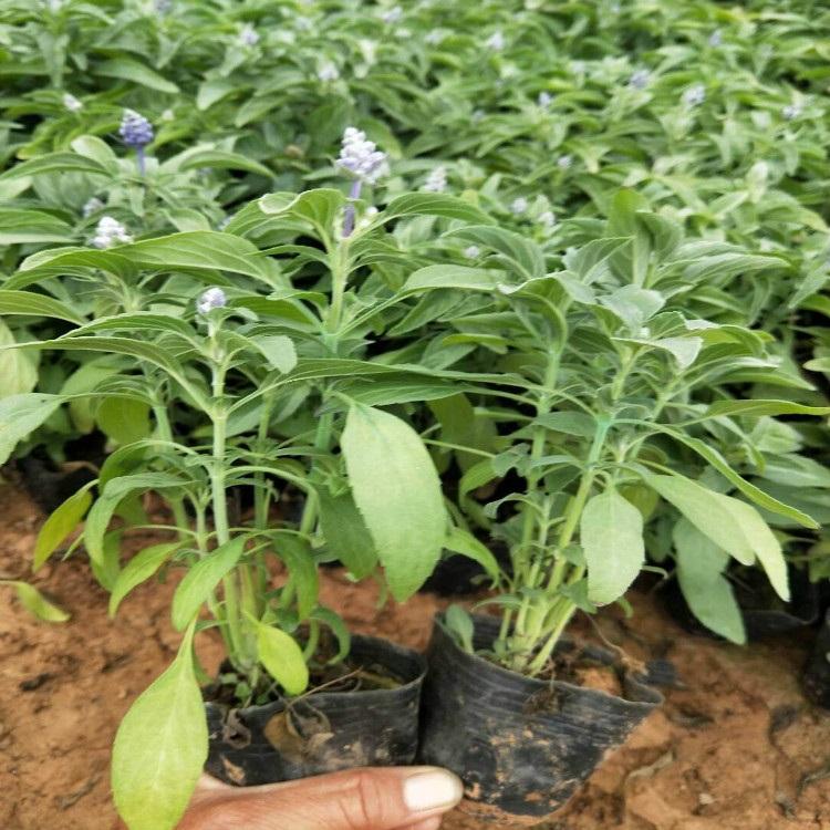 鼠尾草供应商  宿根鼠尾草报价  根鼠尾草大量供应