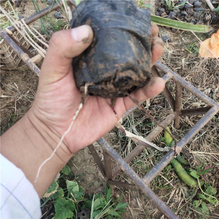 花叶芒种植基地 长势好 地被草花花叶芒 山东草花