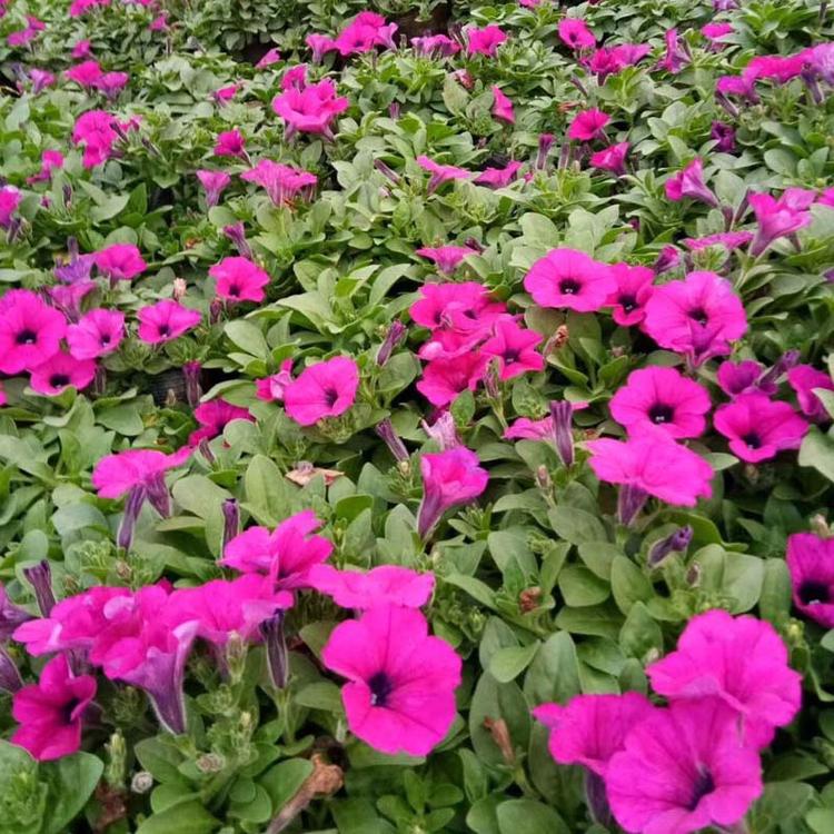 【园林设计】 垂钓牵牛小苗垂钓牵牛种植基地