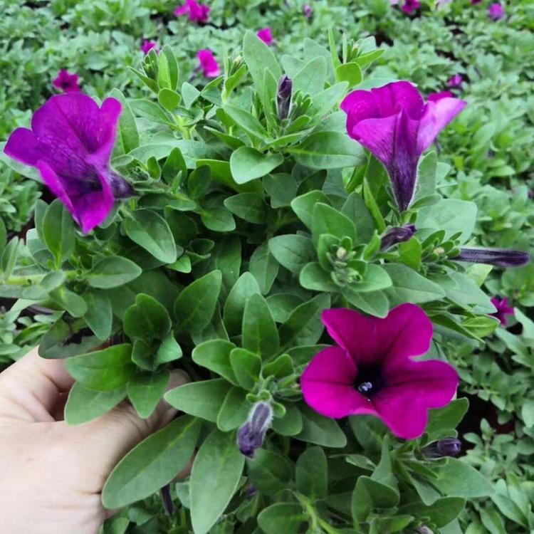 绿化植物 垂钓牵牛价格垂钓牵牛种植基地