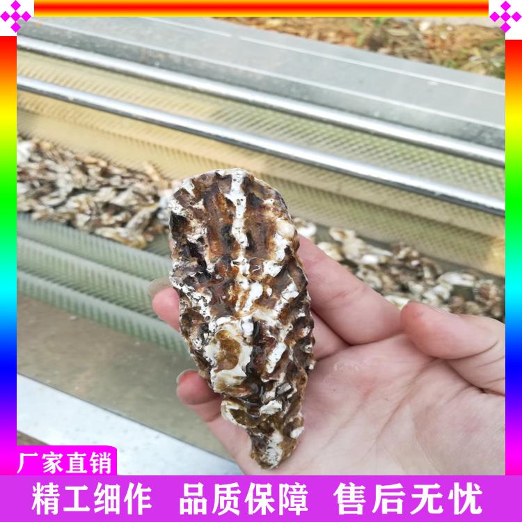 全自动小型莲藕磨皮清洗机 红薯鲜姜清洗机 花生芋头山药毛辊清洗机厂家