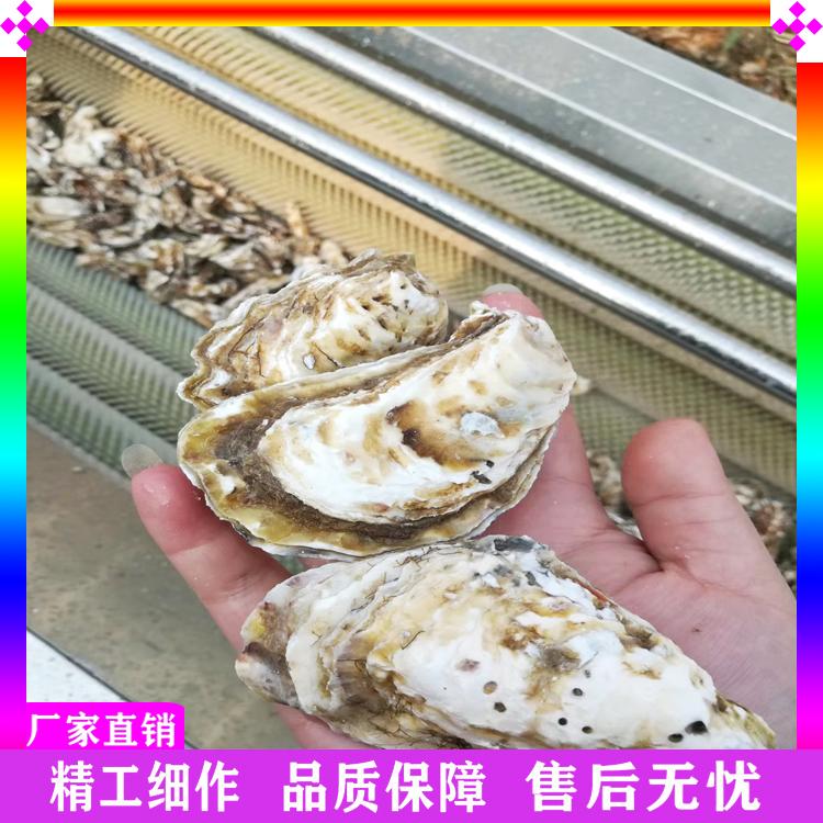 厂家直销根茎类清洗机 土豆去皮毛刷清洗机 山药莲藕毛辊清洗机 不锈钢果蔬脱皮机