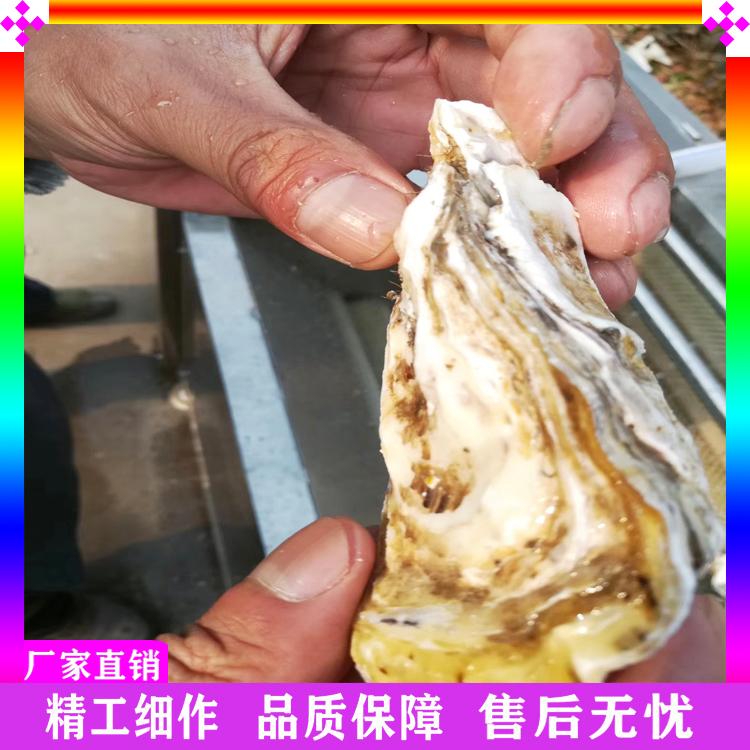 扇贝海蛎子去泥清洗机 海产品清洗机 土豆芋头去皮清洗机 根茎类平行毛辊清洗机