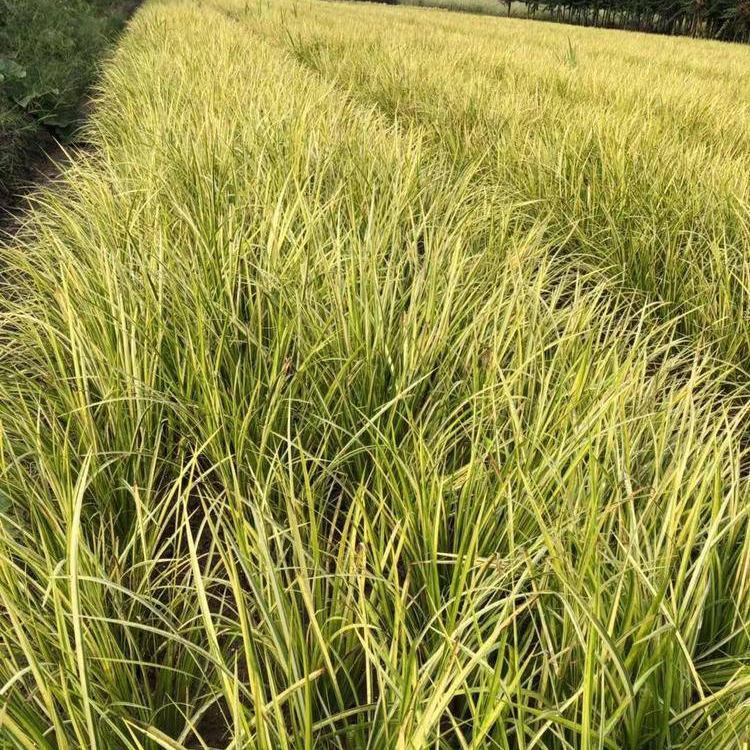金叶石菖蒲基地批发   金线石菖蒲批发价格