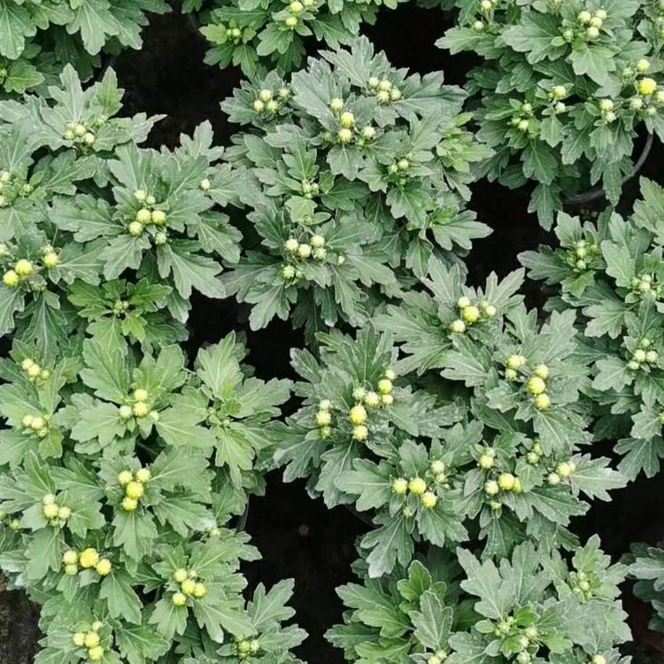 批发九月菊 九月菊批发 节日租摆花卉