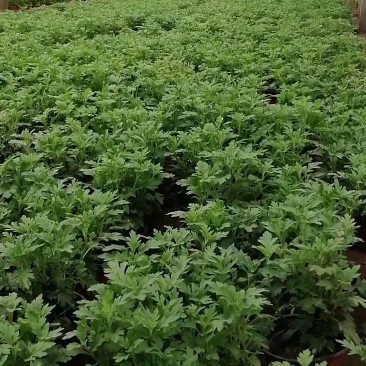 长期销售国庆菊 国庆菊报价 租摆花卉用苗