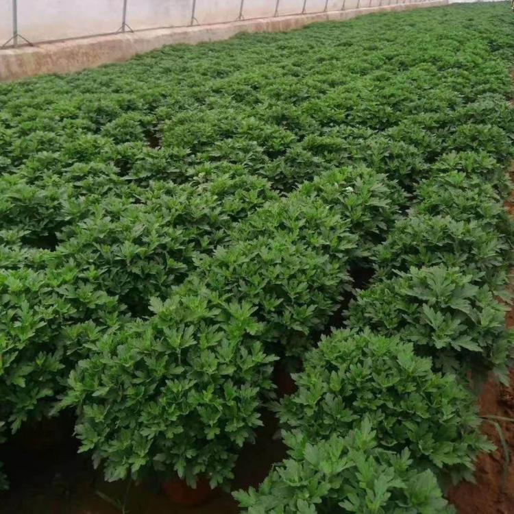 批发九月菊 九月菊小苗 十月一花卉租摆用