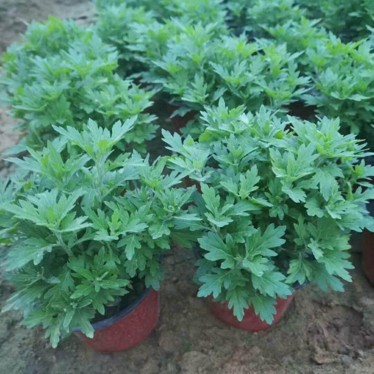 批发九月菊 九月菊种植基地 致电询价