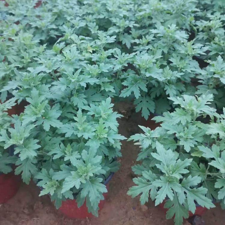 销售千头菊 千头菊花苗 致电询价