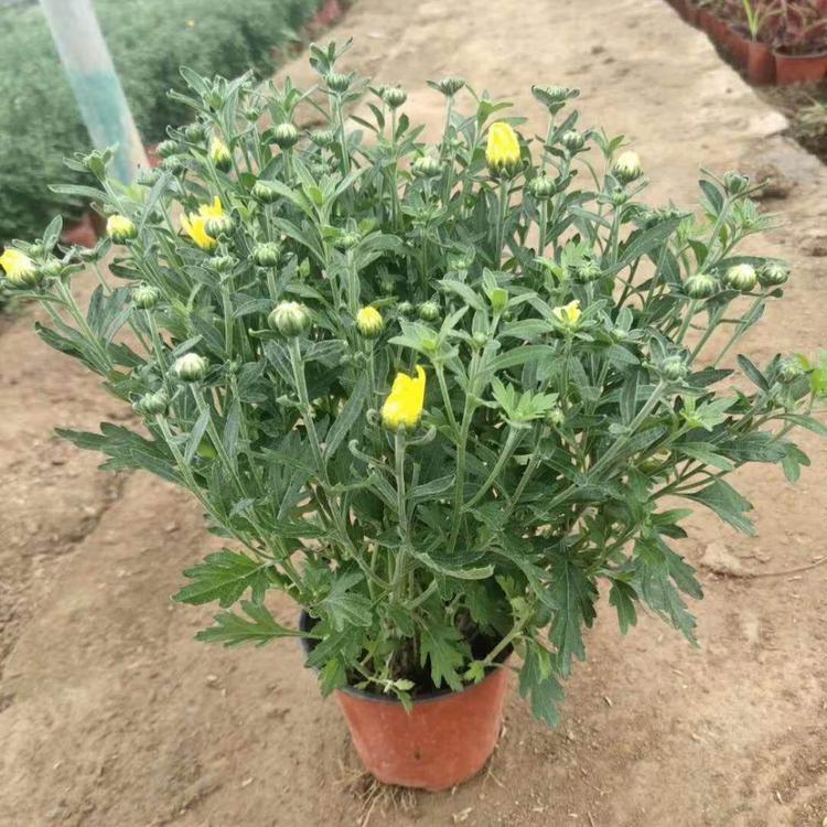 长期销售千头菊 千头菊基地 量大从优