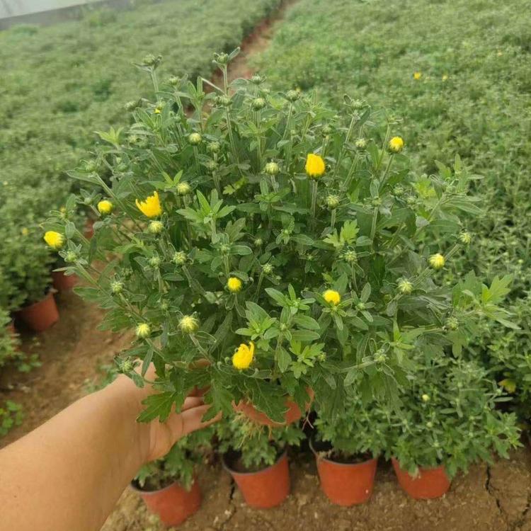 批发大菊花 大菊花盆苗 欢迎咨询铭秀花卉