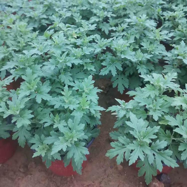 长期销售千头菊 千头菊小苗 致电询价