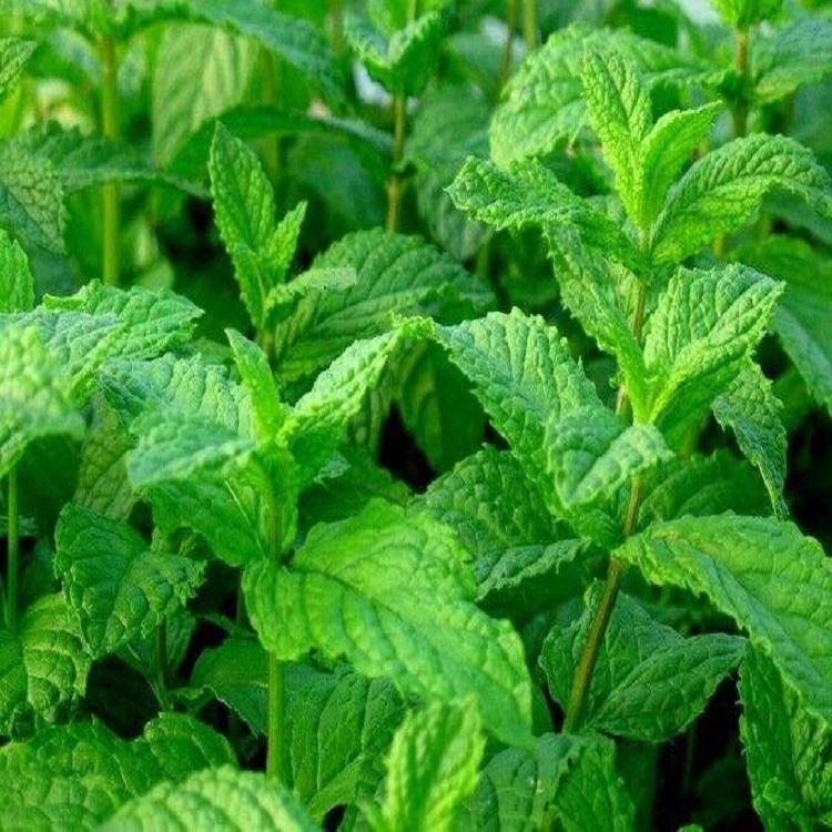 美国薄荷小苗 美国薄荷基地直发 量大优惠