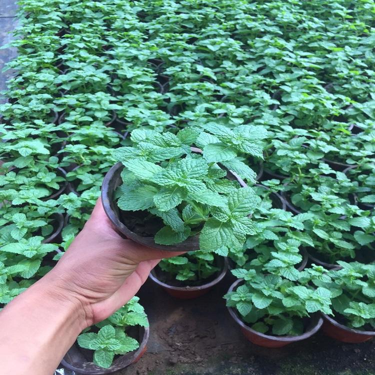 薄荷小苗 薄荷基地直发 量大优惠