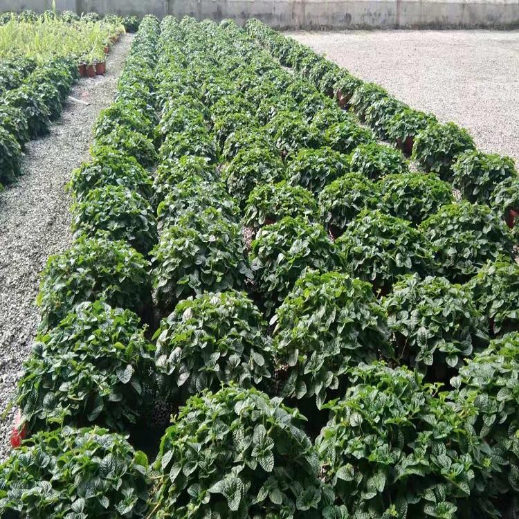 吸毒草盆栽 吸毒草种植基地 绿化植物