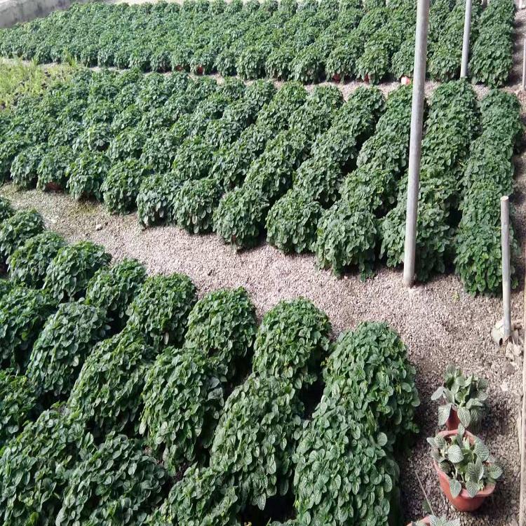 吸毒草盆栽 吸毒草基地直发 长期供应