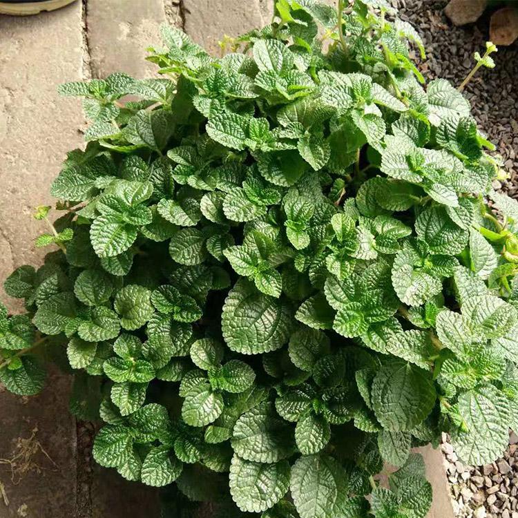 吸毒草行情 吸毒草种植基地 绿化植物