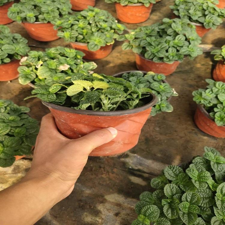 吸毒草盆栽 吸毒草基地供应 价格优惠